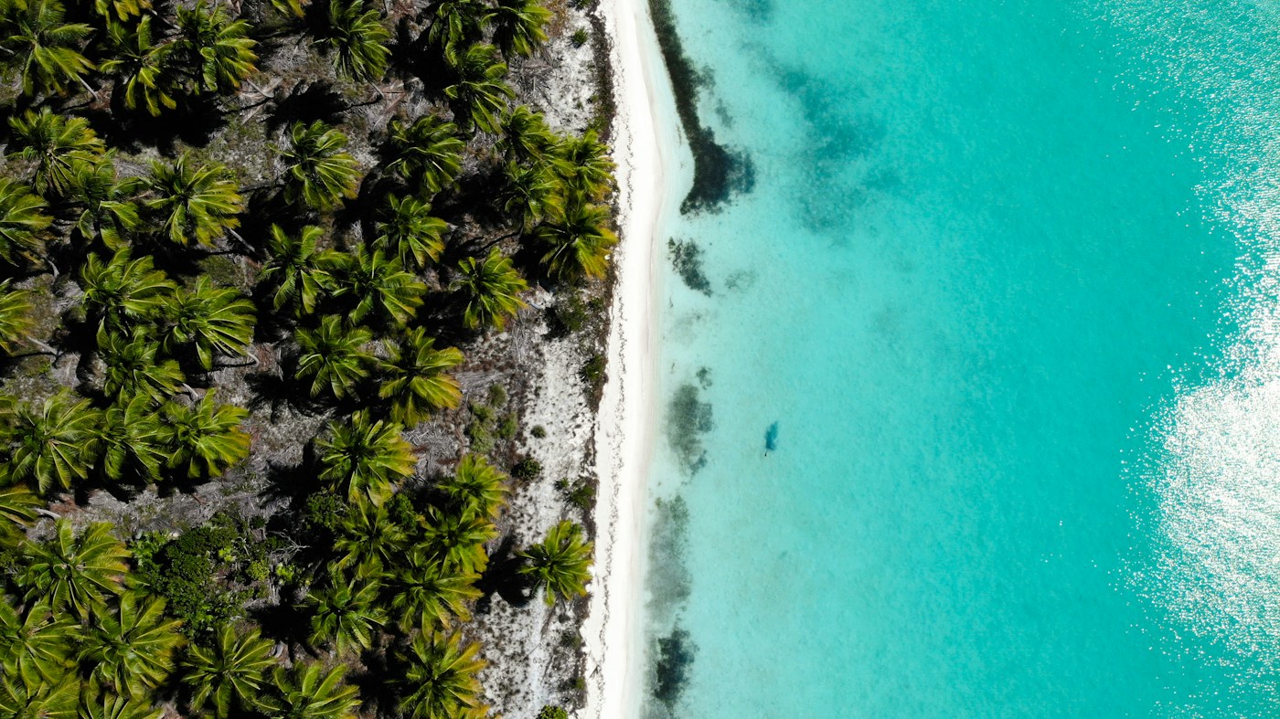 Vista aérea de playa y palmeras en Punta Cana